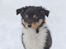 puppies