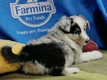 puppies