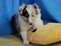 puppies