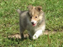 puppies