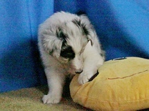 puppies