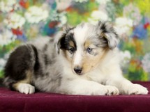 puppies