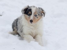 puppies