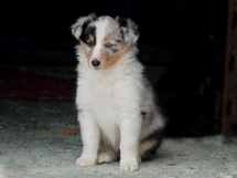 puppies
