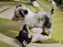 puppies