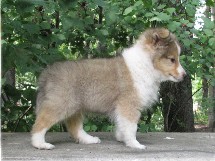 puppies