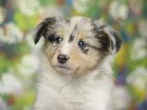 puppies