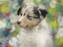 puppies