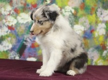 puppies
