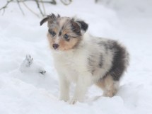 puppies