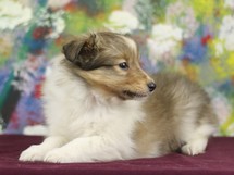 puppies