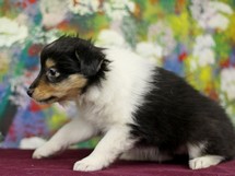 puppies