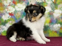 puppies