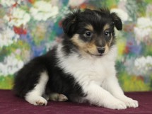 puppies