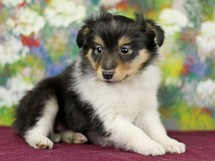 puppies