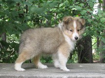 puppies