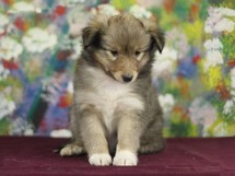 puppies