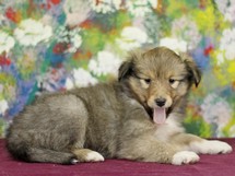 puppies