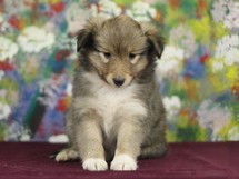 puppies
