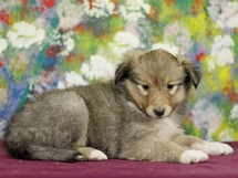 puppies