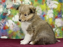 puppies