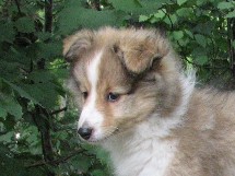 puppies