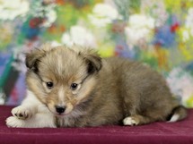 puppies