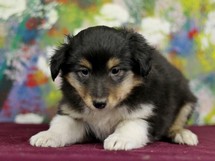 puppies