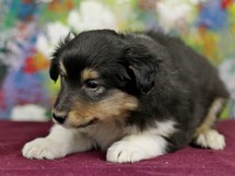 puppies