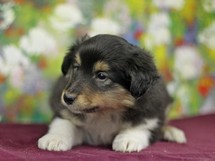 puppies