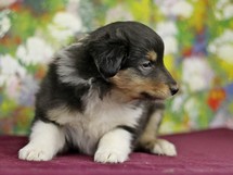 puppies
