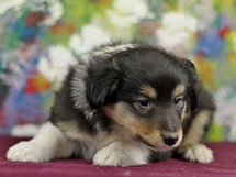puppies