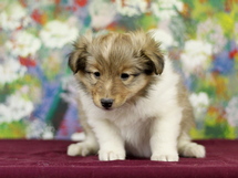 puppies