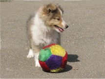 puppies