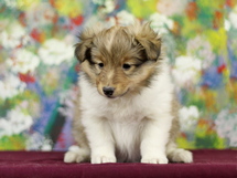 puppies