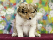 puppies