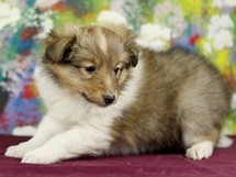 puppies