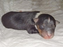 puppies