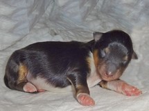 puppies