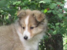 puppies