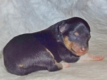 puppies