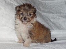 puppies