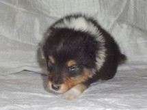 puppies