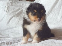 puppies