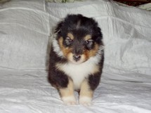 puppies