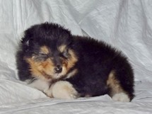 puppies