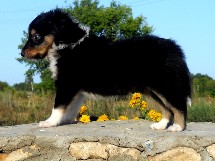 puppies