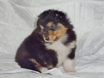 puppies