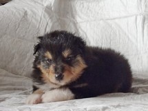 puppies