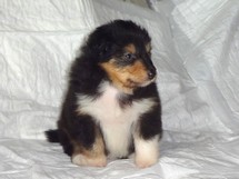 puppies
